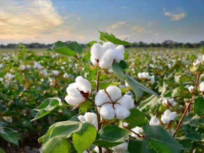 Cotton